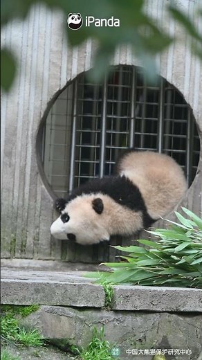 Panda Gives Up On The Handstand For Bamboo | iPanda #shorts