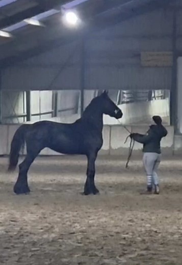 Simpy: Een Rustige Start met Grondwerk voor Paarden