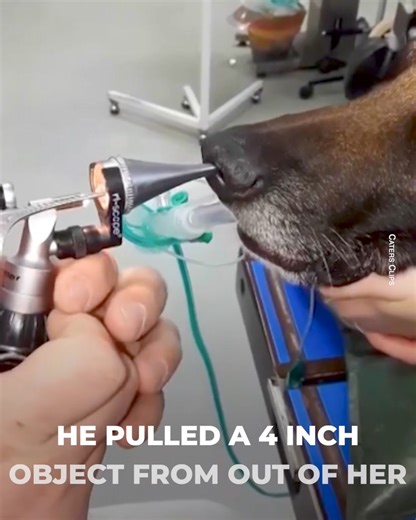 They were on a walk and she tripped. Then, Thor the dog started to sneeze. Fortunately, the vet did his job. He had the right tools to pull a 4 inch stick out of her nostrils. | Positive