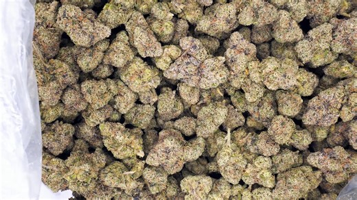 Gelato 33 - Bulk THCA Flower