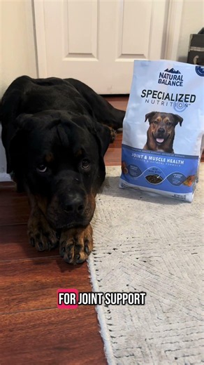 5 things to know before getting a large breed dog