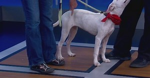 Pet of the Day, Sept. 27: Dot