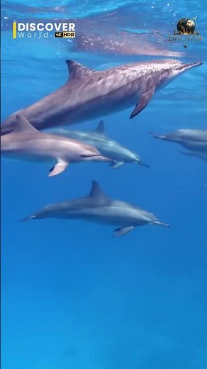 Marlin: Speed King of the Ocean 🌊⚡ | Discover World