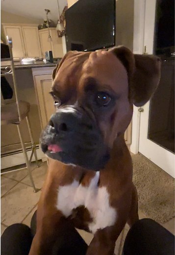 Stinkiest Boxer Dog Moments Captured