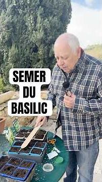 Semer et réussir son basilic #jardinage #semer #graine #basilic #jardin #nature #plante #conseil
