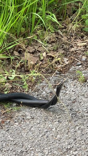 Observing a Sleek Black Snake in Its Natural Habitat