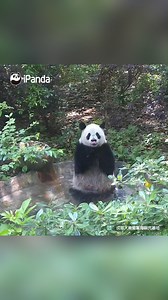 19K views · 1.2K reactions | It seems like not all the pandas feel sleepy in spring. Seeing the panda splashing the water makes me feel energetic too. #HiPanda #ChengduPandaBase #PandaMoment #PandaOfToday Sweet memories of panda baby and mom, please check out: https://t.hk.uy/bBwP | iPanda | Facebook