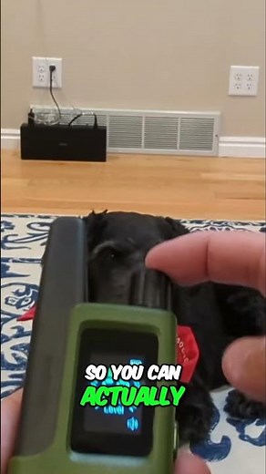 Mastering Pet Training: Vibration and Shock Collar Setup