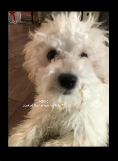 Rating my puppy's photos