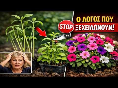 Ο ΚΥΡΙΟΣ ΛΟΓΟΣ που οι πετούνιες σας ξεχειλώνουν (Και πώς να το σταματήσετε ΑΜΕΣΩΣ)