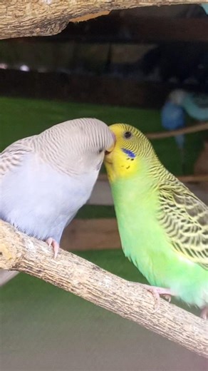 Pure Love Between Two Cute Budgies