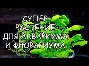 КАРДАМИН ЛИРОВИДНЫЙ. СЕКРЕТЫ СОДЕРЖАНИЯ. Cardamine Lyrata