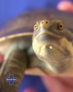 What will Dr Chris Brown do when a golden retriever mistakes a TURTLE for a CHEW TOY!?! | Bondi Vet