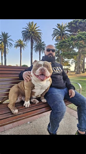 🔥 Christmas Stud Credit Justice the American Bully 🔥 For a limited time, Justice will be offered at a special rate for his stud services: 💥 $3,500 with a $500 lock-in or 💥 $3,000 paid in full Justice is a 40kg pocket American Bully with exceptional structure, the perfect balance of mass and muscle in all the right places. He’s lean, not fat, carrying size and definition that set him apart but more importantly he is health and DNA tested and cleared. Justice truly represents what the American