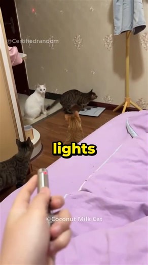 Cat Turns Off the Lights Like a Gadget 😍