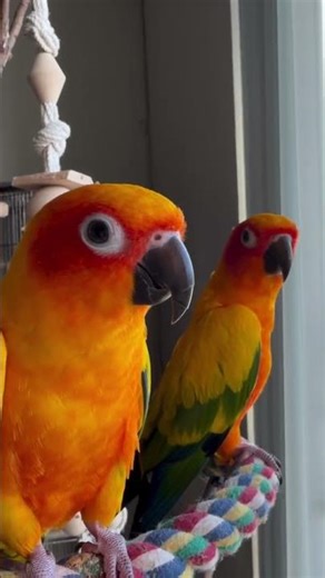 Kamali Kamali ..💞🔥 #love please support my YouTube channel