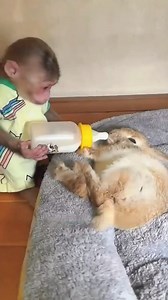 Friendship between animals #shortvideo #animals #shorts #pets #cute #monkey | Animal Bond Stories