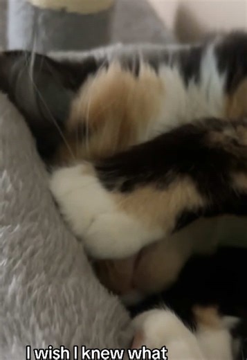 Understanding Cat Behavior During Sleep