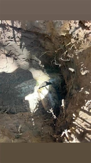 1.1K views | Big afternoon of pulling out tree roots due to someone not doing the original job properly. | Casino Plumbing | Facebook