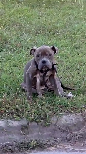 1.1M views · 53K reactions | His eyes were screaming for help — wait to see his first tail wag the next day! ❤️‍啕 We spoke to Crystal about about Pedro's miraculous recovery, and how he loves to wear jammies in his forever home! Happy tails, thanks to Austin Bulldog Rescue  See more of their adoptable dogs thedo.do/austin_bulldog_rescue | The Dodo | Facebook