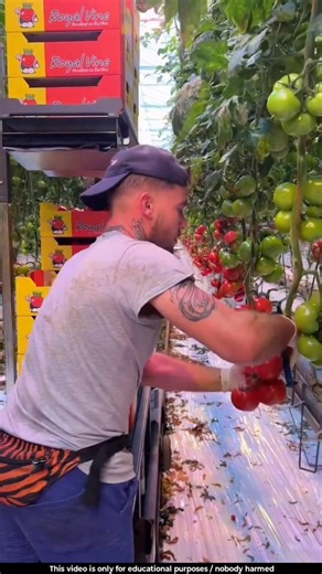 These farmers earn real money from ripe tomatoes 🤔l #tomato