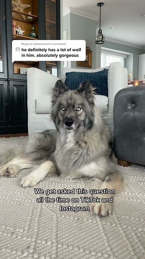 Discover Your Dog's Breed with Embark DNA Test