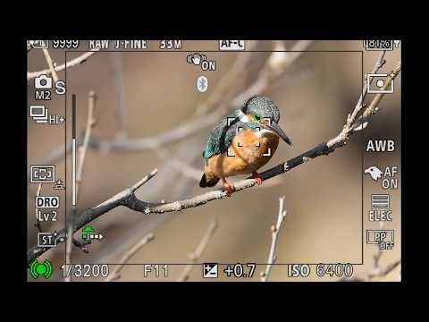 【ソニー α7 V 実写チェック】カワセミをプリ撮影