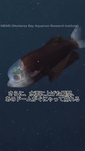 「【衝撃】頭が透明な深海魚『デメニギス』の秘密がヤバすぎた…」