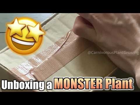 Unboxing the Most Alien Carnivorous Plant I’ve Ever Seen
