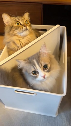 かんあきチャンネル on Instagram: "2DKのお部屋借りましたw #かんあきチャンネル"