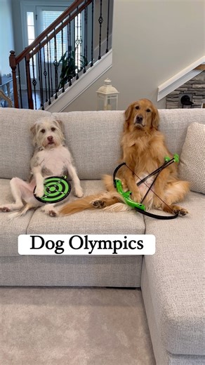 The dog Olympics did not go as planned! | Aguyandagolden