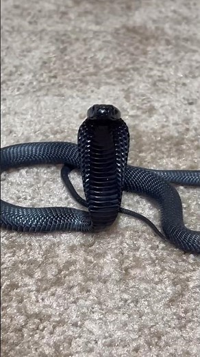 CUTEST BABY COBRA on Earth