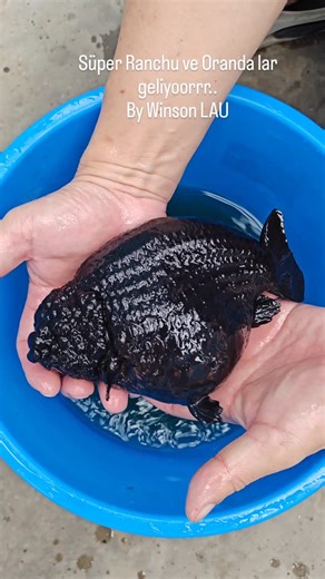 1.2K views | DiscusShops on Reels | Facebook