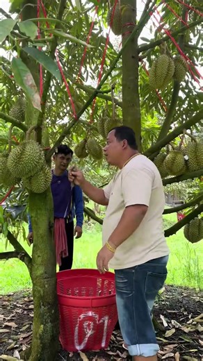 Menanam durian dobel planting apakah bagus?