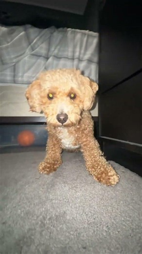 How To Get Your Dog Out From Laying Under Your Bed Ring Doorbell Sound Featuring Buddy #ring #dog