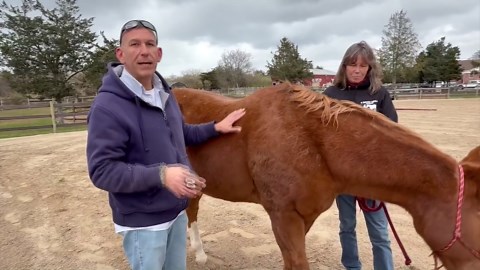 Nonprofit helps veterans with PTSD bond with rescue horses
