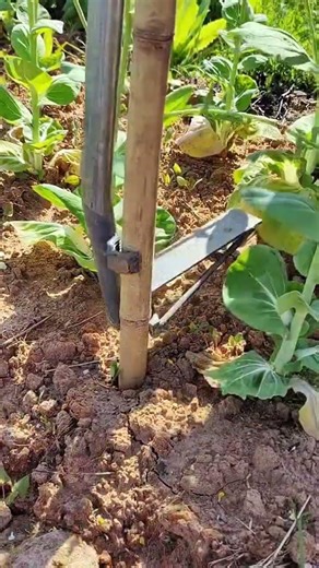 Revolutionary Greenhouse Intubation Tool Unveiled