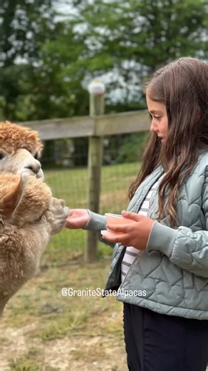22 reactions | Warning: alpacas make your face hurt from smiling so much. If you’ve been wanting to visit, now’s your chance to book a visit with us. Because we still have some openings through the end of September. Come & meet the herd & go home with a big smile on your face, some wonderful memories, and maybe some alpaca socks. #granitestatealpacas #alpacalove #alpacasocks #farmtour #alpacafarm #upclosesndpersonal #alpacakiss | Granite State Alpacas | Facebook