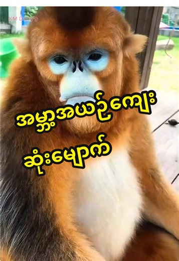 ယဉ်ကျေးမှုမှာ အမှတ် ၁၀၀ ပေးရမယ့် မျောက်လေးတွေ! ✨ Manners 10/10! 🐒✨ See how carefully they take food from humans. No grabbing, no biting, just pure curiosity and kindness. #goldenmonkey #wildlife #kmdairys #myanmar #naturefacts