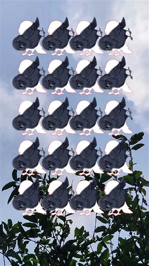 Crows Align Together #crows #fblifestyle | Divine Blessings