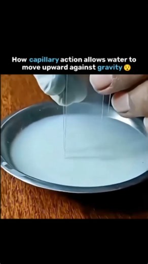 Neo Explain on Instagram: "The video explains how capillary action enables water to move upward against gravity through narrow spaces. This happens due to the attraction between water molecules and the surface of the material, along with cohesion between water molecules themselves. Together, these forces pull water upward, even without any external energy, demonstrating a simple but powerful natural phenomenon. Follow @neoexplain for more!! "✉️or Dm for Credit/Removal" #CapillaryAction #ScienceE