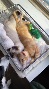 705K views · 10K reactions | Preparing for their first adoption event...