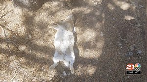 Deadly virus now confirmed in La Pine feral domestic rabbits