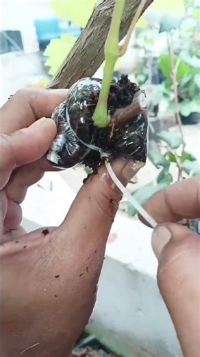 Simple & Effective Air Layering 🌱 | Easy Plant Propagation Method