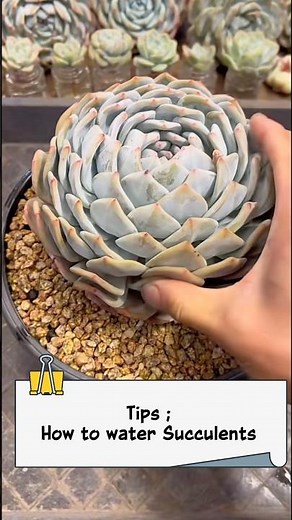 How to Water Succulents . 다육이, सूकरेन्ट प्लांट, 多肉植物 ,たにくしょくぶつ. #shorts #succulent