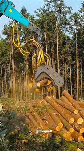 MIND-BLOWING Harvester Clears Forests in Minutes? #logging #torqvex #shorts