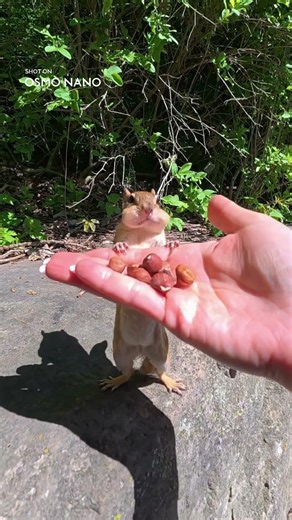 NO WAY 🫢 This Squirrel Knows “Stop”? 🐿️ | Osmo Nano