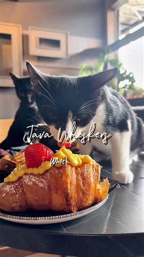 @Java Whiskers White City Branch