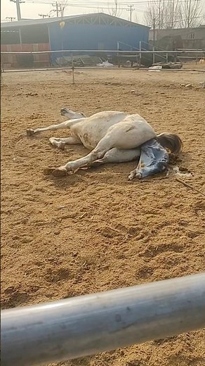 The Horse Birth Process