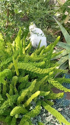 Haa unopera strong kubva kuita disaster Mumba twamu garden | Mai Angie | Facebook